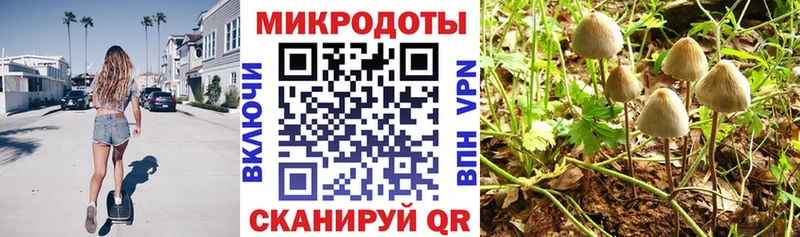 Галлюциногенные грибы Psilocybe  Барнаул 